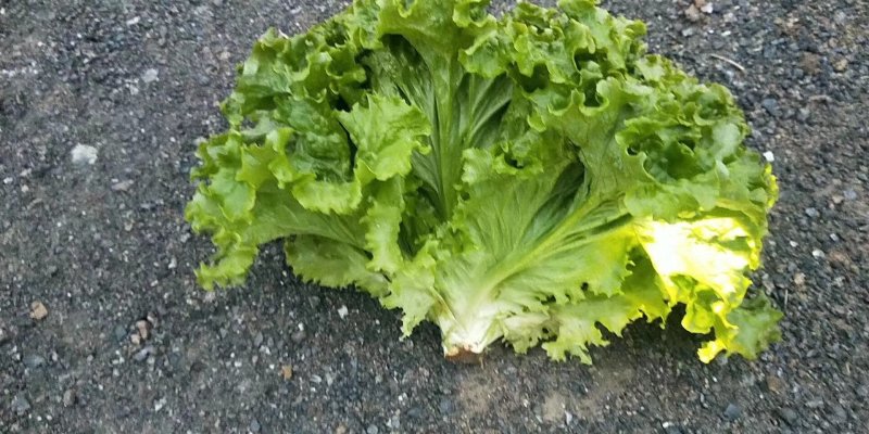 精品生菜继续掉价质量完美有一流的团队