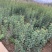 嫁接海棠苗，嫁接成活率高，不脱沾，品种纯价格便宜