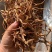 无硫干黄花菜产地直批