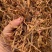 无硫干黄花菜产地直批