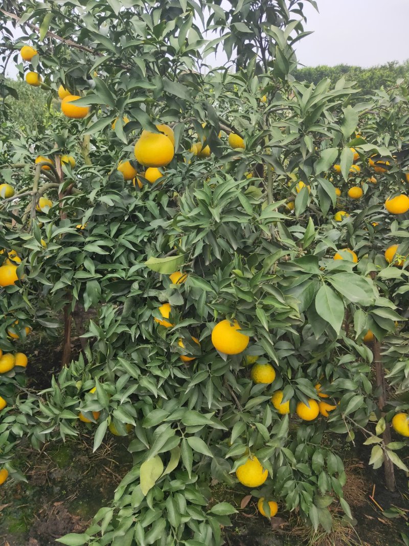 四川眉山爱媛38号，，入口即化，