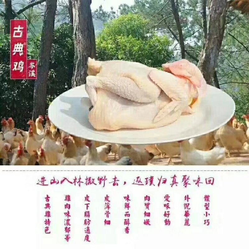 大量供应岑溪古典鸡