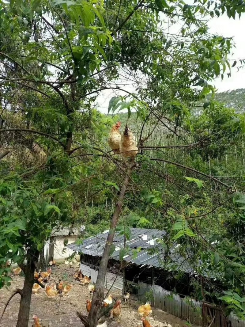大量供应岑溪古典鸡