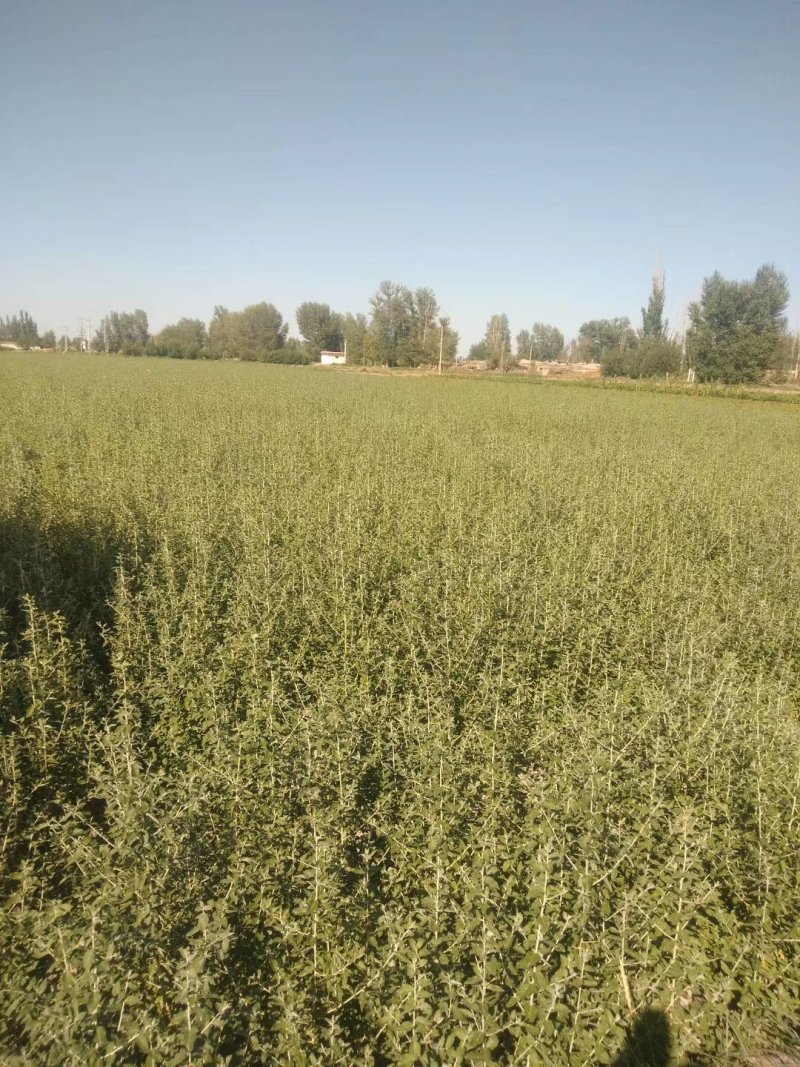 甘肃沙枣苗沙枣树苗沙枣小苗规格全按需配货欢迎咨询