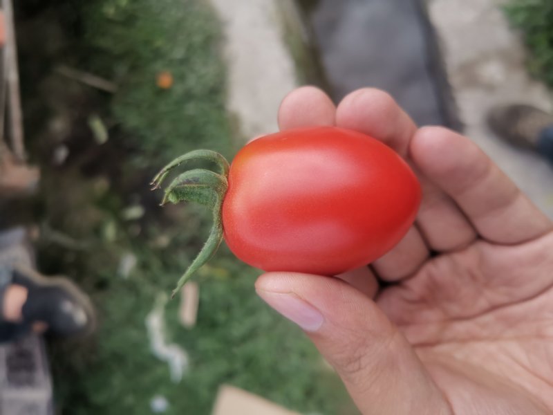 全国独家黑番茄小番茄粉贝贝圣女果