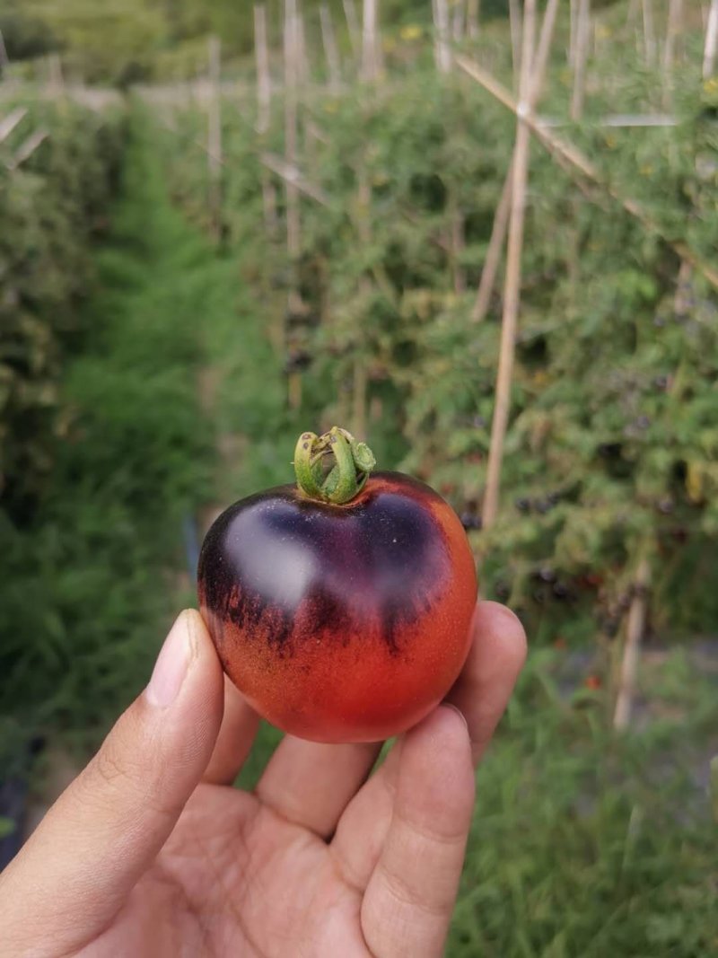 全国独家黑番茄小番茄粉贝贝圣女果