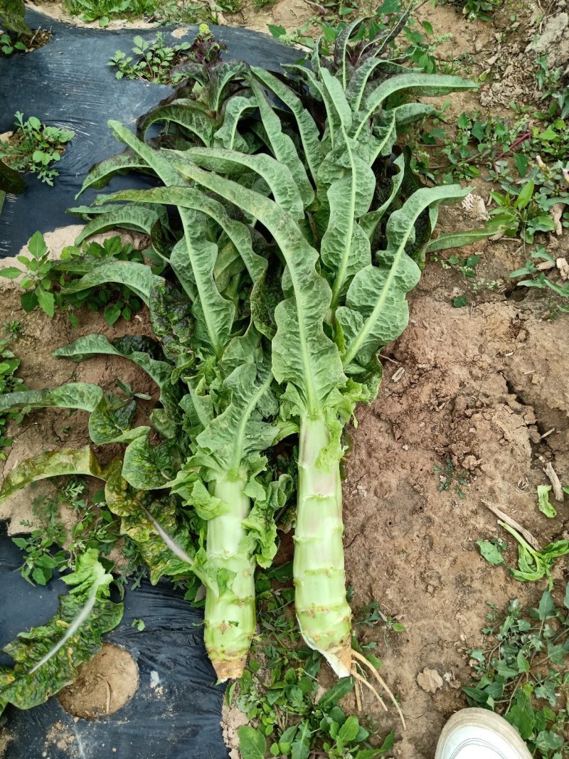 莴笋大量上市
