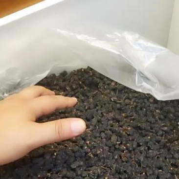 桑椹，药用，食用，全部一手货源