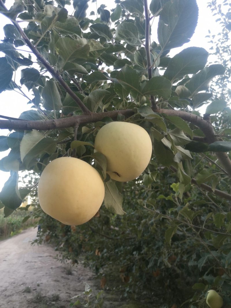 奶油富士/牛奶苹果/阿克苏奶油冰糖心苹果
