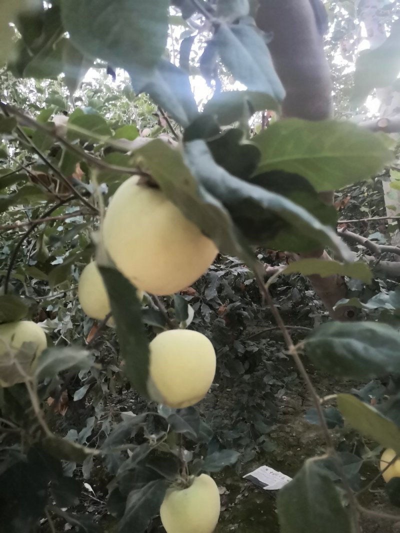 奶油富士/牛奶苹果/阿克苏奶油冰糖心苹果