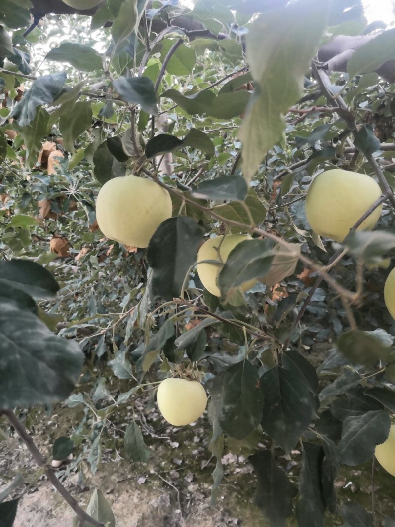 奶油富士/牛奶苹果/阿克苏奶油冰糖心苹果