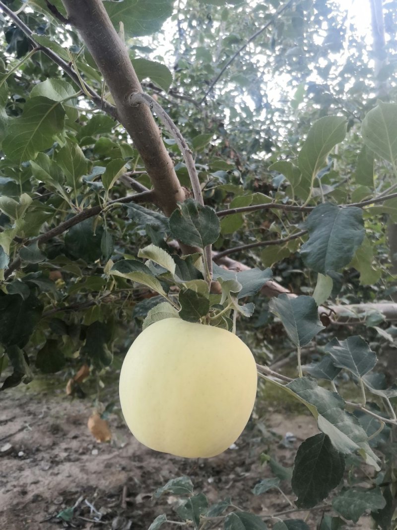 奶油富士/牛奶苹果/阿克苏奶油冰糖心苹果