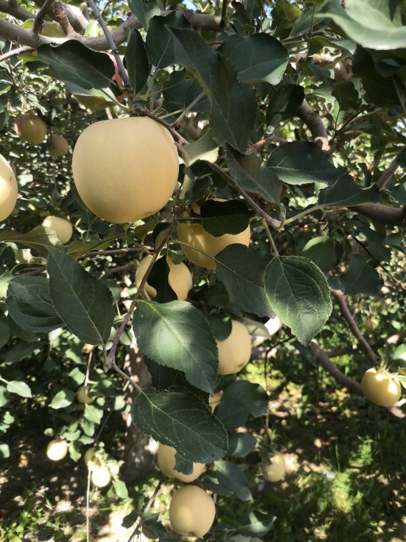 奶油富士/牛奶苹果/阿克苏奶油冰糖心苹果