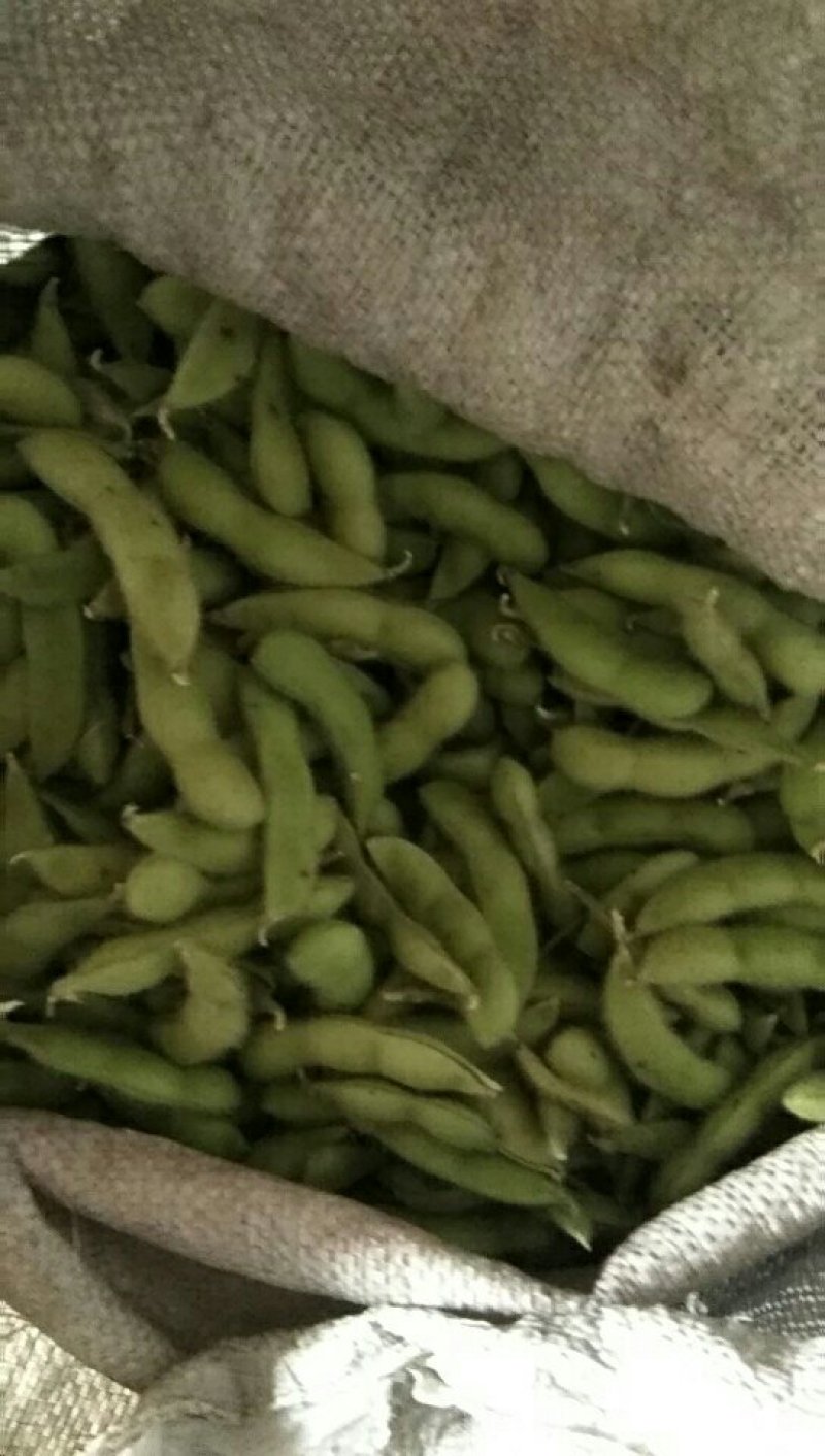 沈鲜毛豆大量上市，米粒饱满，可视瓶看货，须要联系，