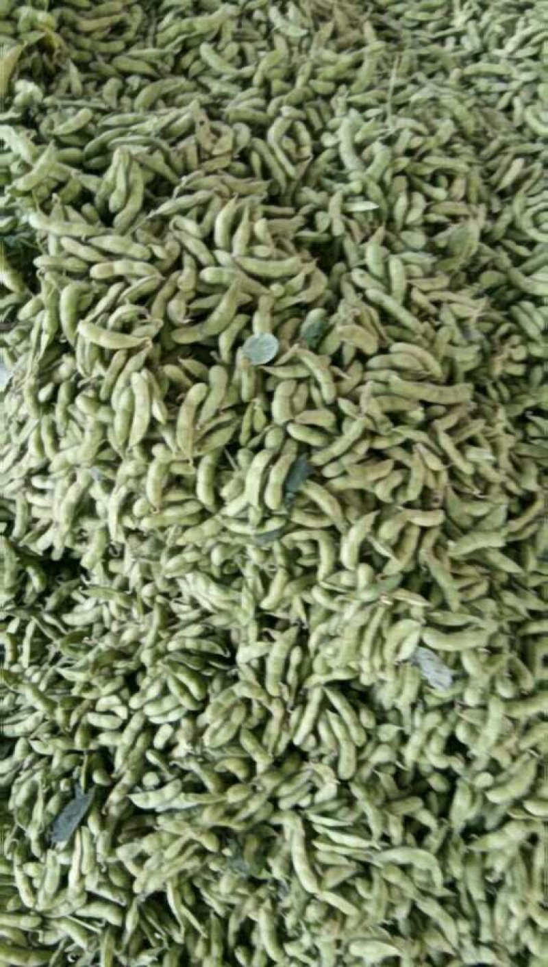 沈鲜毛豆大量上市，米粒饱满，可视瓶看货，须要联系，