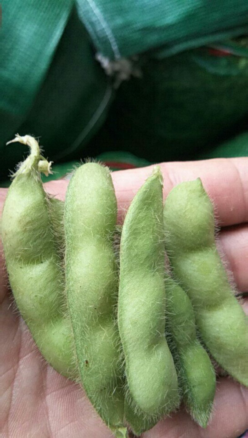沈鲜毛豆大量上市，米粒饱满，可视瓶看货，须要联系，