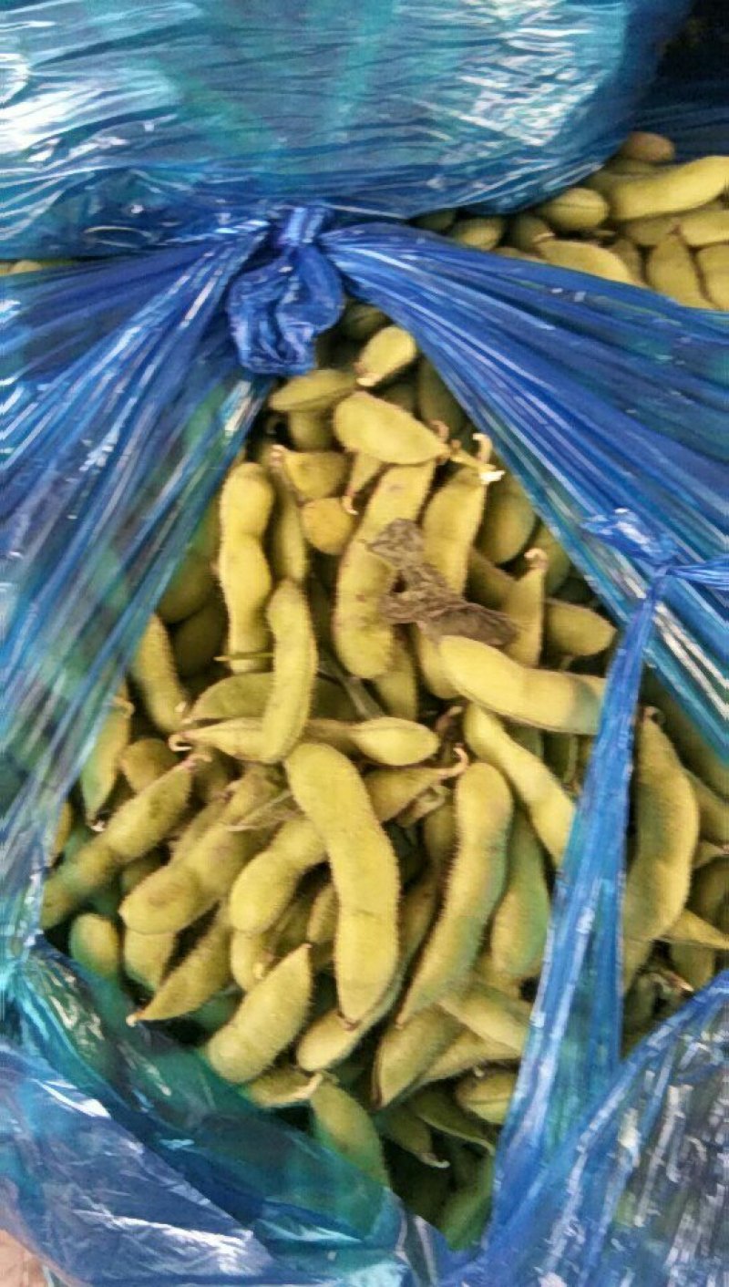 沈鲜毛豆大量上市，米粒饱满，可视瓶看货，须要联系，