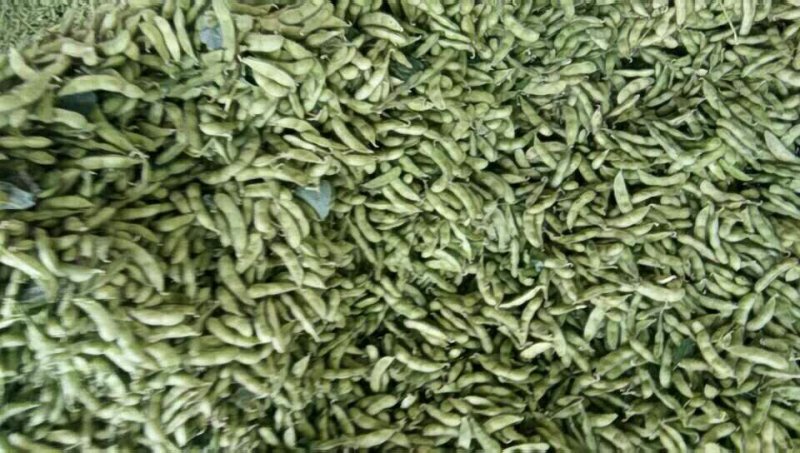 沈鲜毛豆大量上市，米粒饱满，可视瓶看货，须要联系，