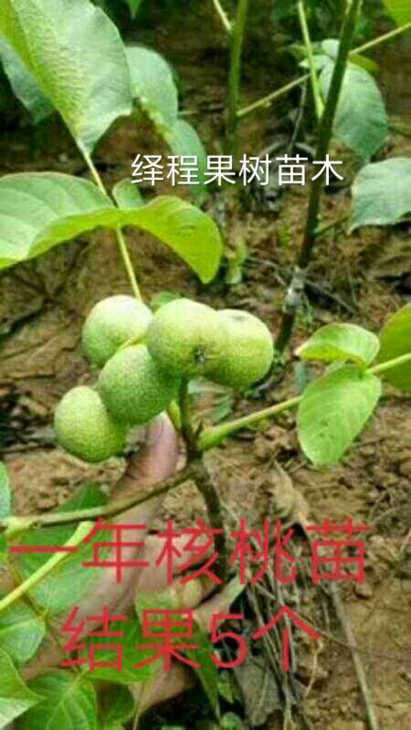 川早核桃苗新品种薄皮核桃苗提供技术指导包成活