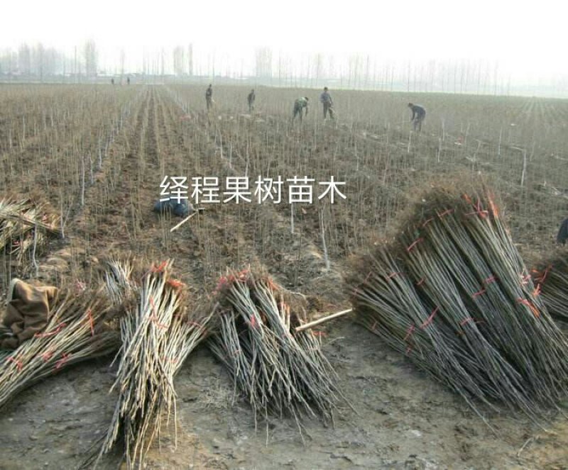 川早核桃苗新品种薄皮核桃苗提供技术指导包成活