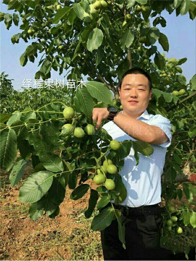 川早核桃苗新品种薄皮核桃苗提供技术指导包成活