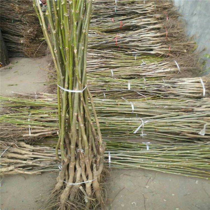 川早核桃苗新品种薄皮核桃苗提供技术指导包成活