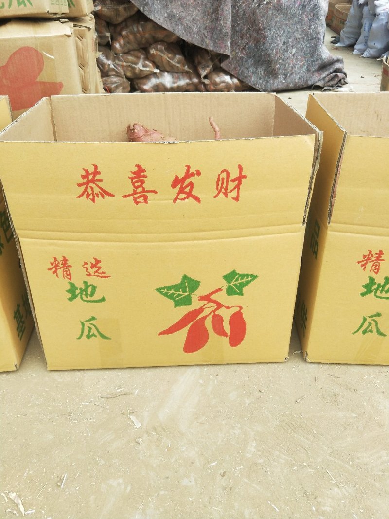 紫罗兰地瓜