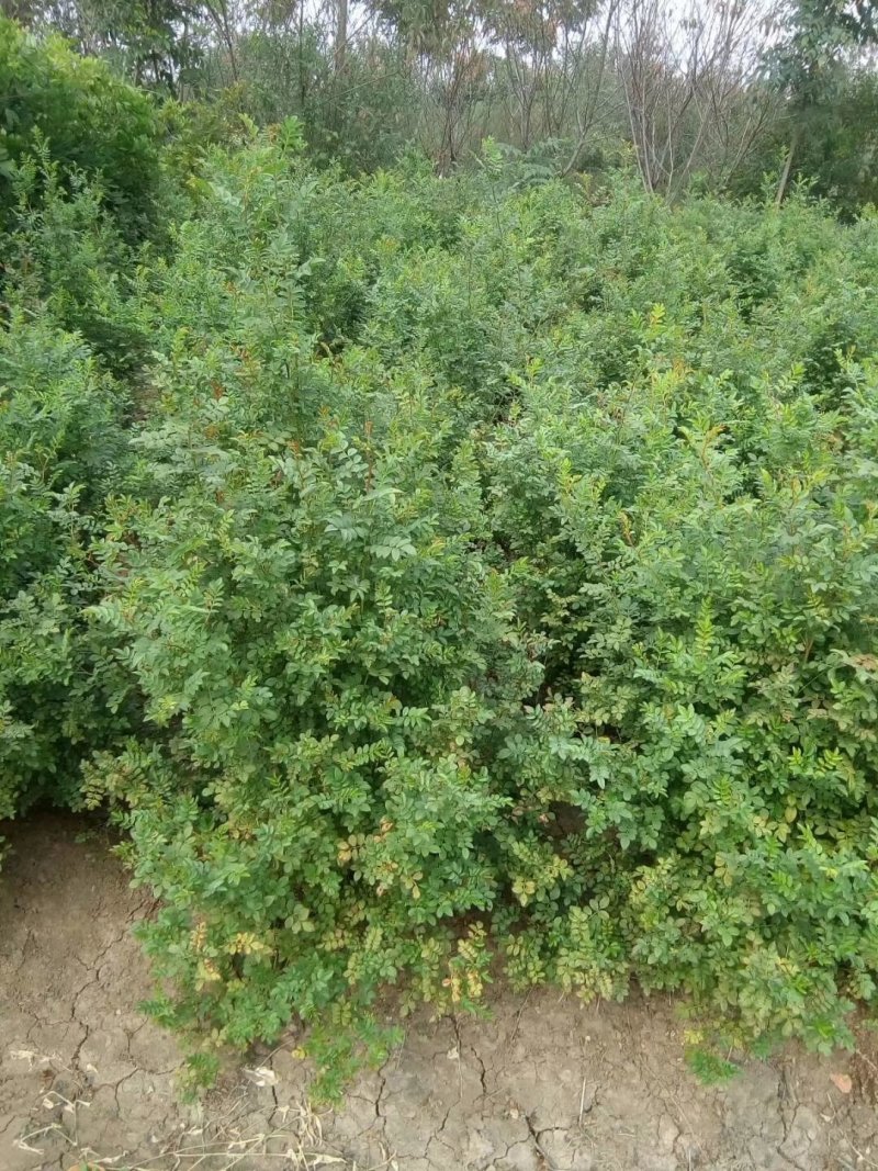 基地直供黄刺梅球小苗各种绿化苗木工程园林