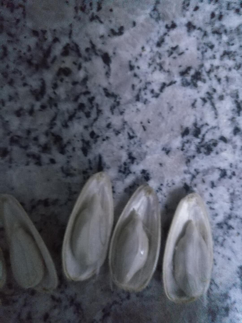 内蒙古葵花热卖中