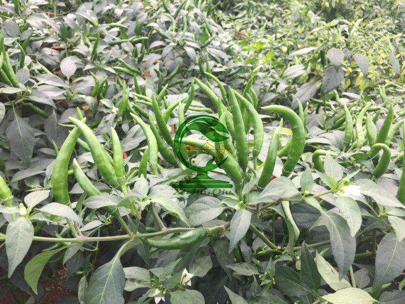 红霸天下朝天椒泰国引进中早熟耐高温抗病高产