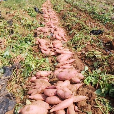 大量龙薯九