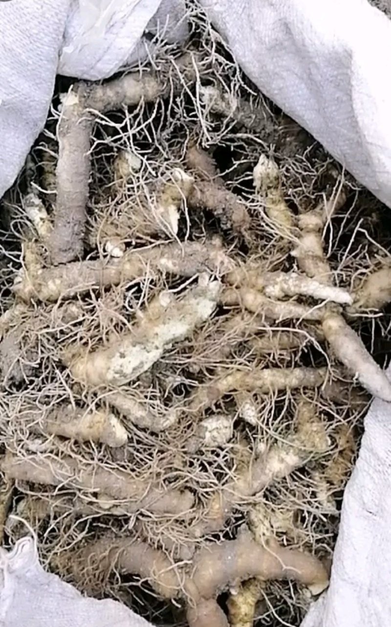 【荐】我有玉竹诚信经营质量保证火爆热卖中