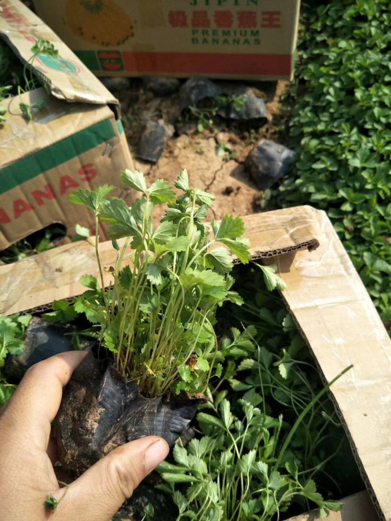 蛇莓基地直供一手货源量大从优