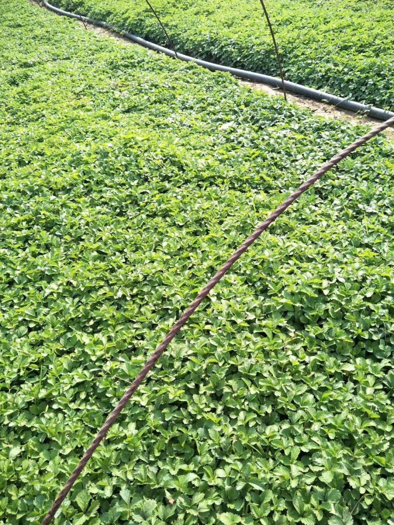 蛇莓基地直供一手货源量大从优