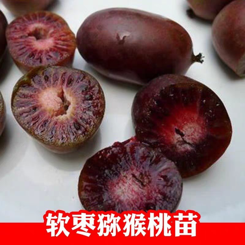 软枣猕猴桃苗，基地直销，免费送种植技术和生根粉，品种很多