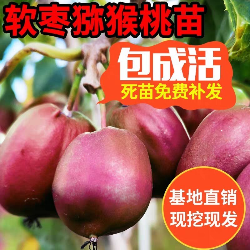 软枣猕猴桃苗，基地直销，免费送种植技术和生根粉，品种很多