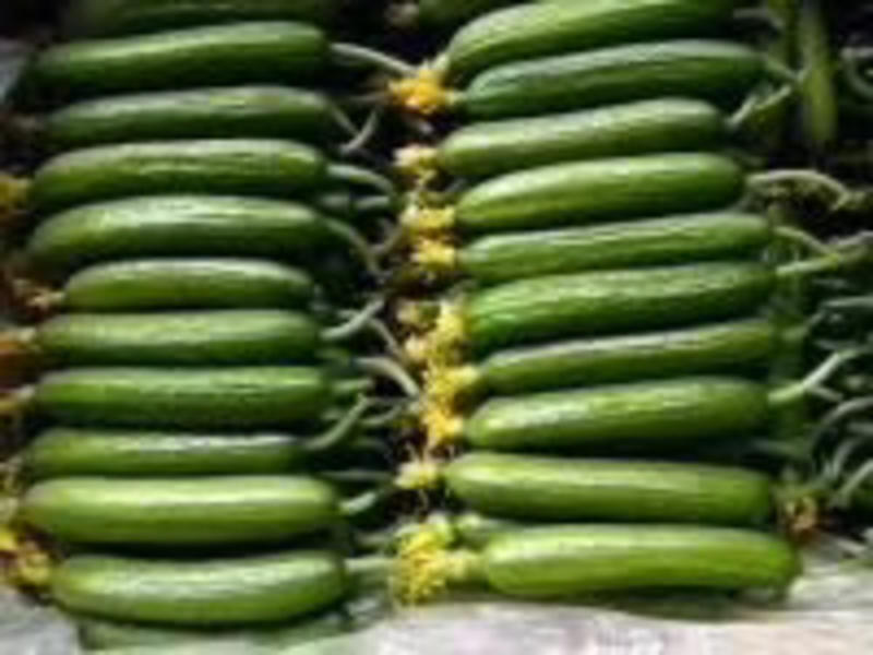 水果黄瓜苗产量高放心苗寿光种业基地直供