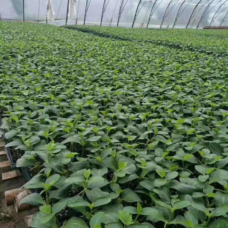 水果黄瓜苗产量高放心苗寿光种业基地直供