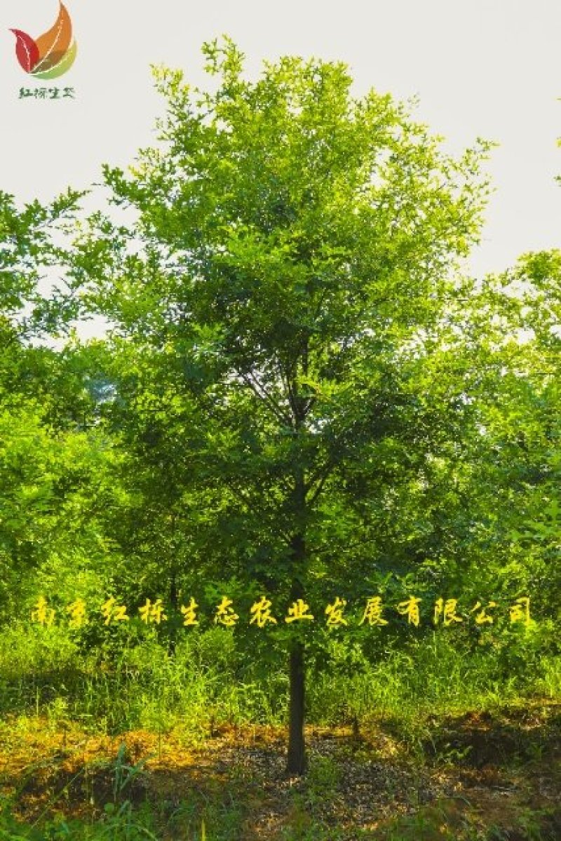 12公分娜塔栎供应，美国红橡树北美红栎供应