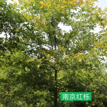 12公分娜塔栎供应，美国红橡树北美红栎供应