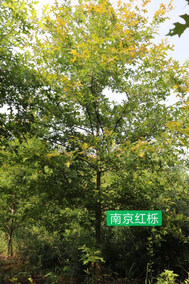12公分娜塔栎供应，美国红橡树北美红栎供应