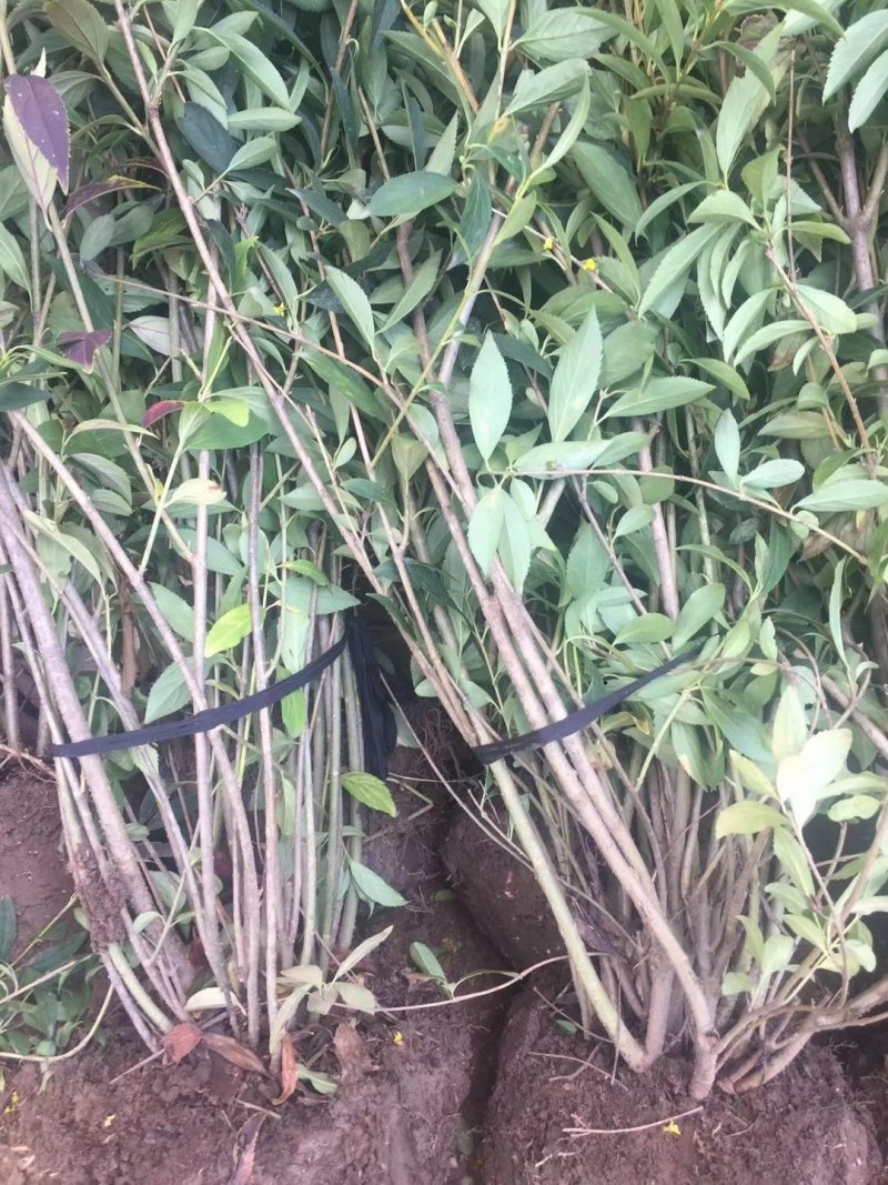 连翘小苗.绿化苗木多年丛生连翘.黄老虎.工程树苗基地直供