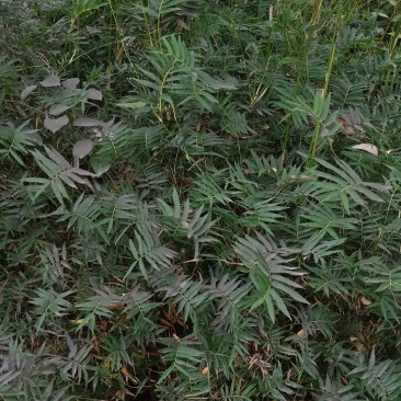 凤尾竹
