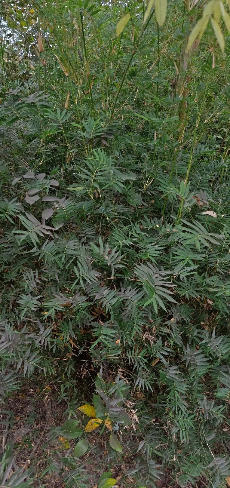 凤尾竹