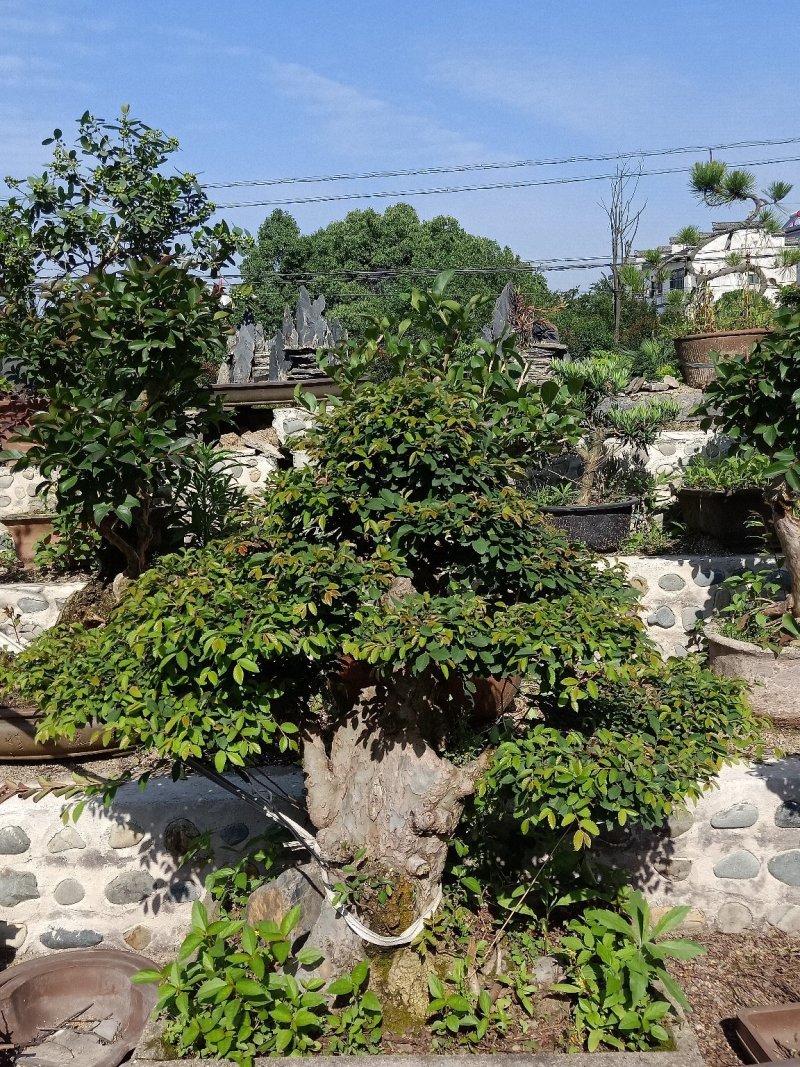 榆树盆景