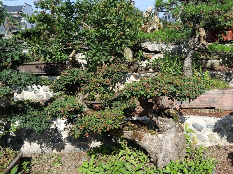 榆树盆景