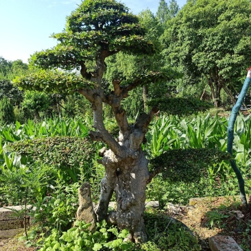 榆树盆景