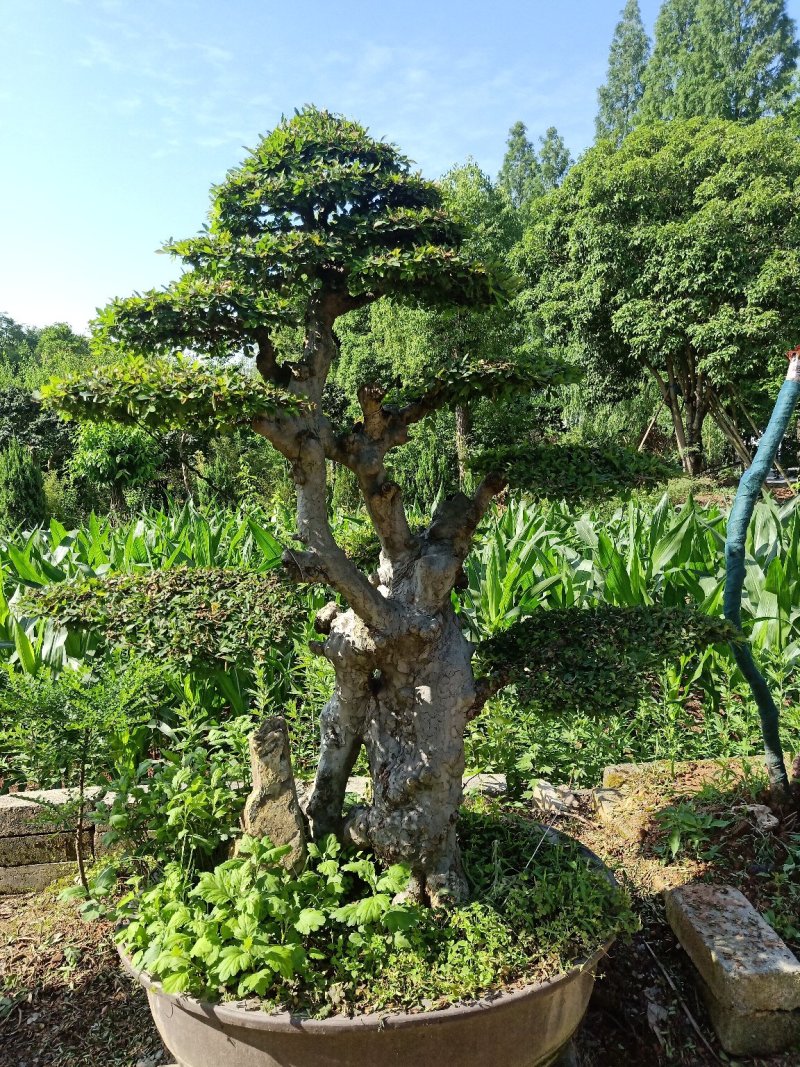 榆树盆景
