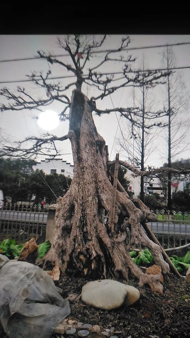 榆树盆景