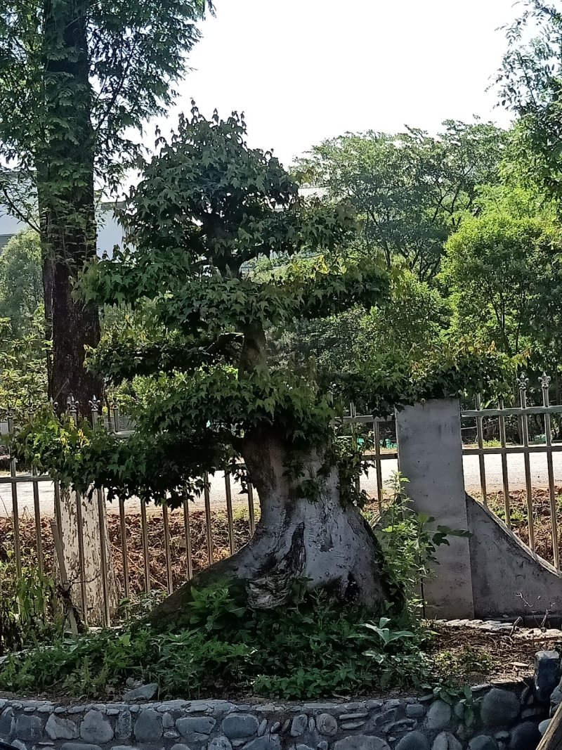 榆树盆景